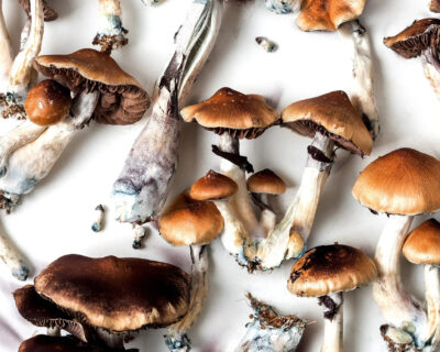Workplace-Mushroom-Microdosing-Business-1282905536-1