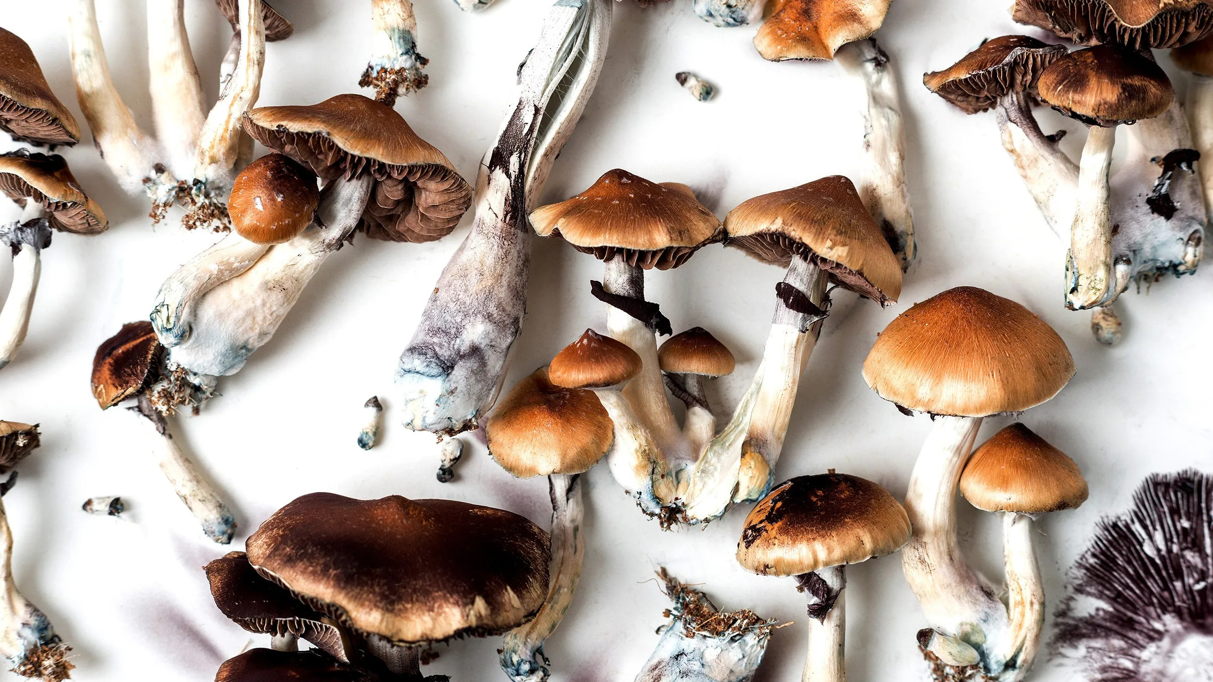 Buy Magic Mushrooms | mushroom suppliers near me | AstroWay